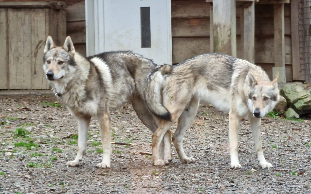 Mariage entre Twin & Exel